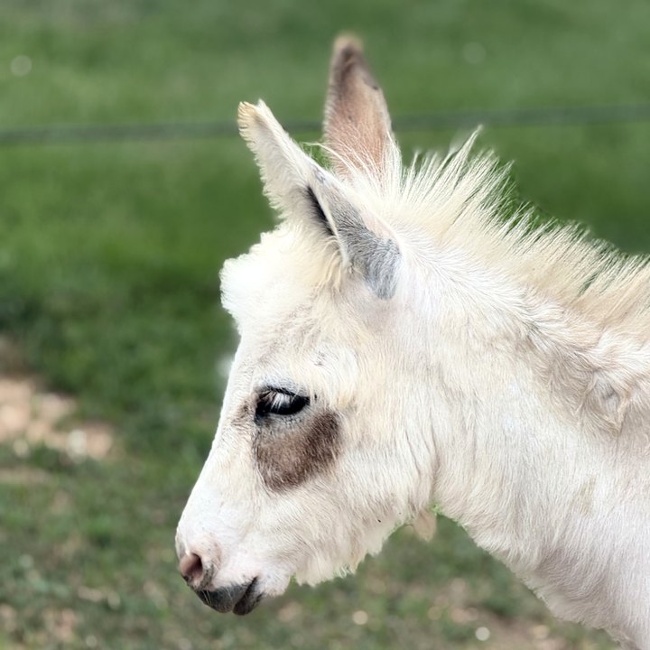 Bach, a mini donkey with long ears and soft cream fur.