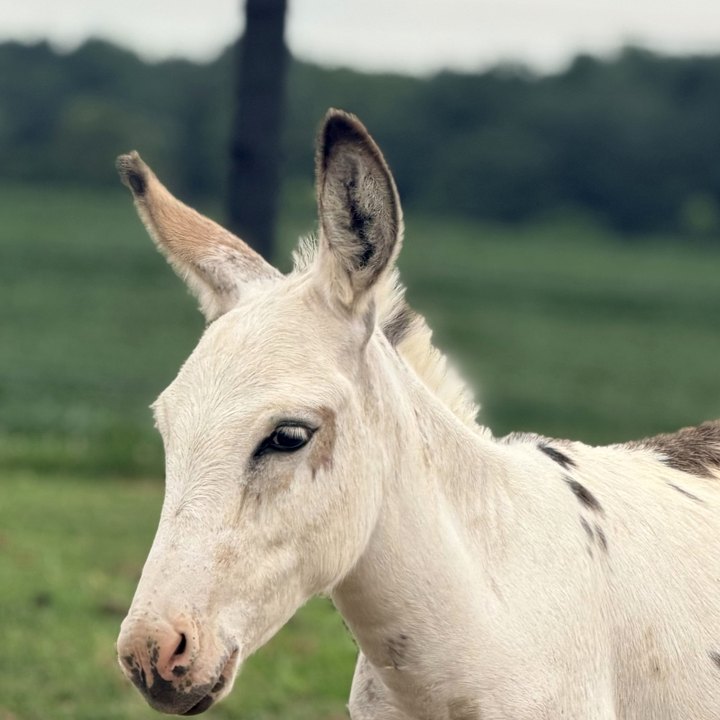 Beethoven, a halter-trained mini donkey with a spotted coat, ready to serve beverages.