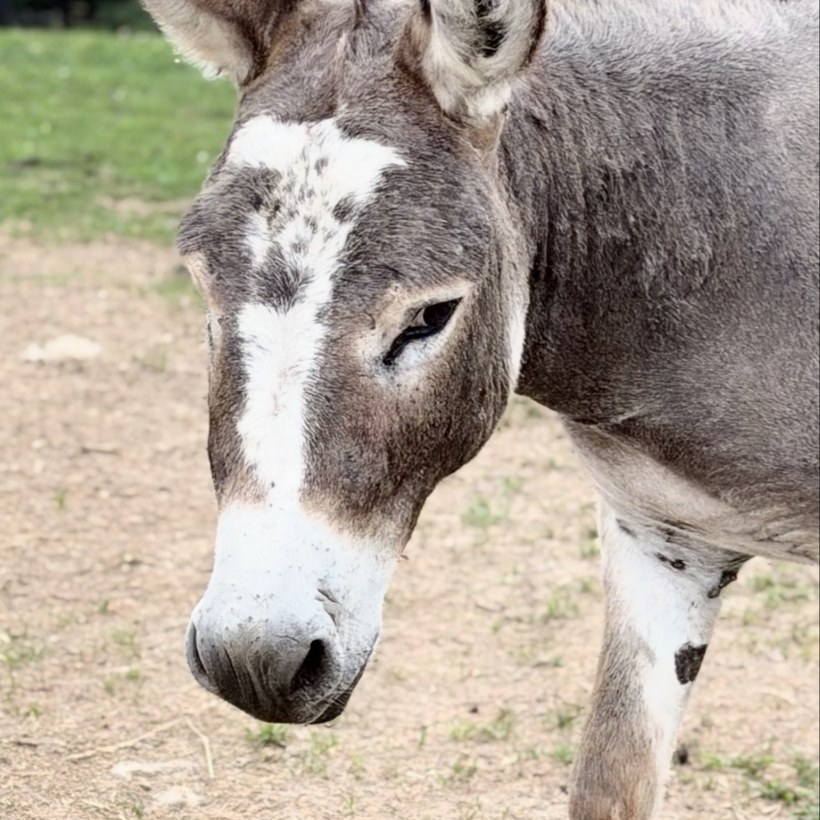 Blaze, a mini donkey with a white blaze marking.
