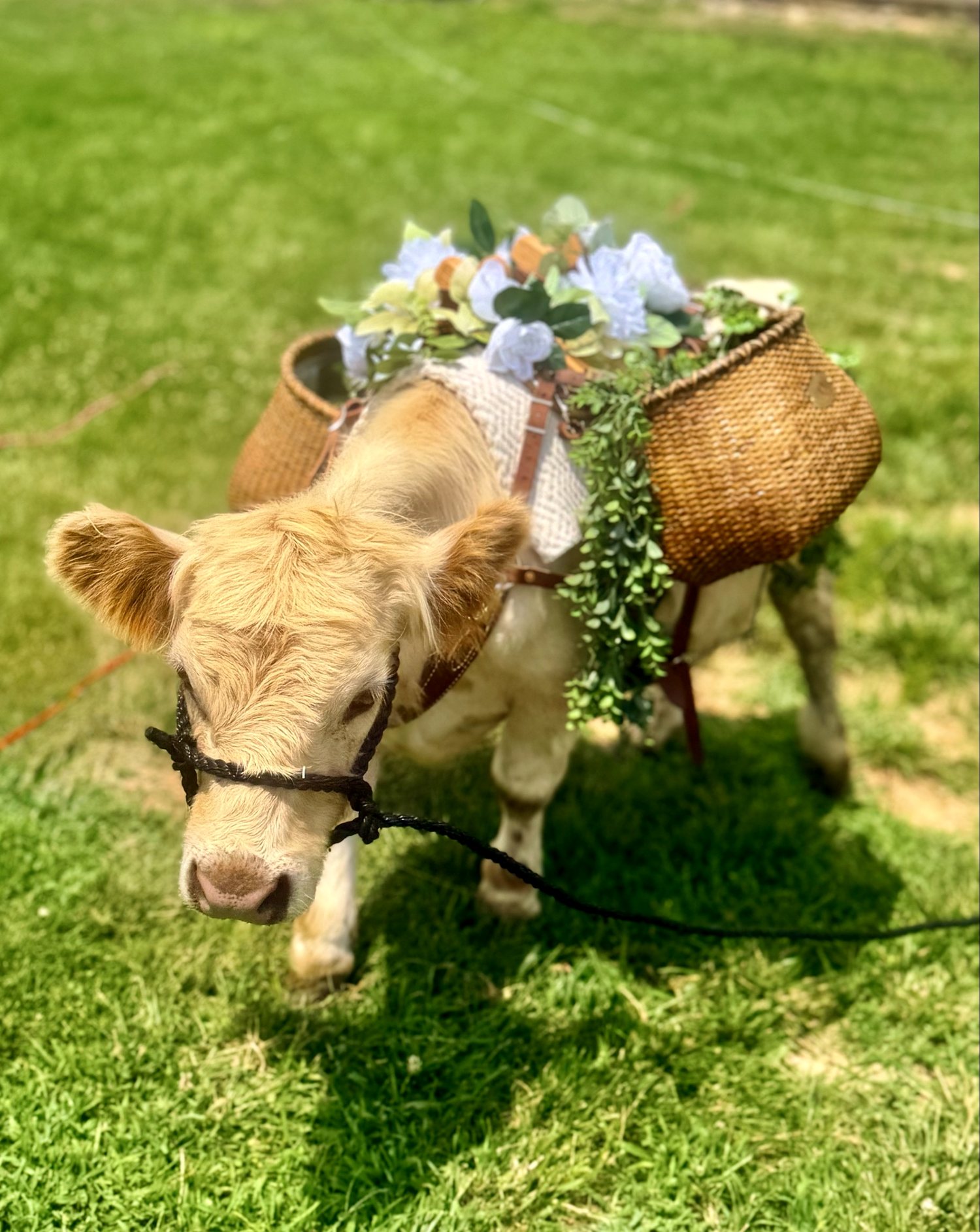 Rupert, a halter-trained Highland calf wearing a rose floral beverage basket, standing in a green pasture.
