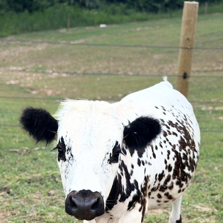 Ralph, a halter-trained mini Highpark cow with a distinctive spotted coat, facing the camera in a pasture.