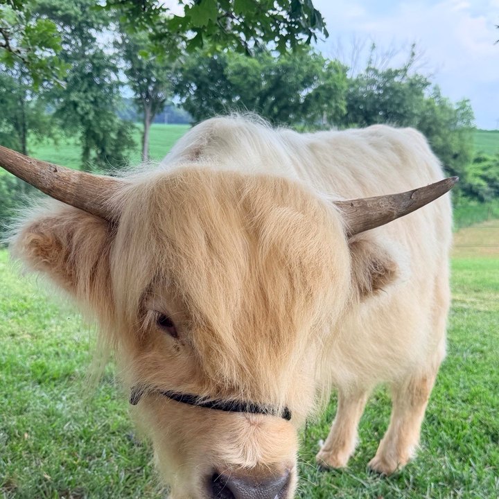 Romeo, a halter-trained Highland steer in a green pasture.