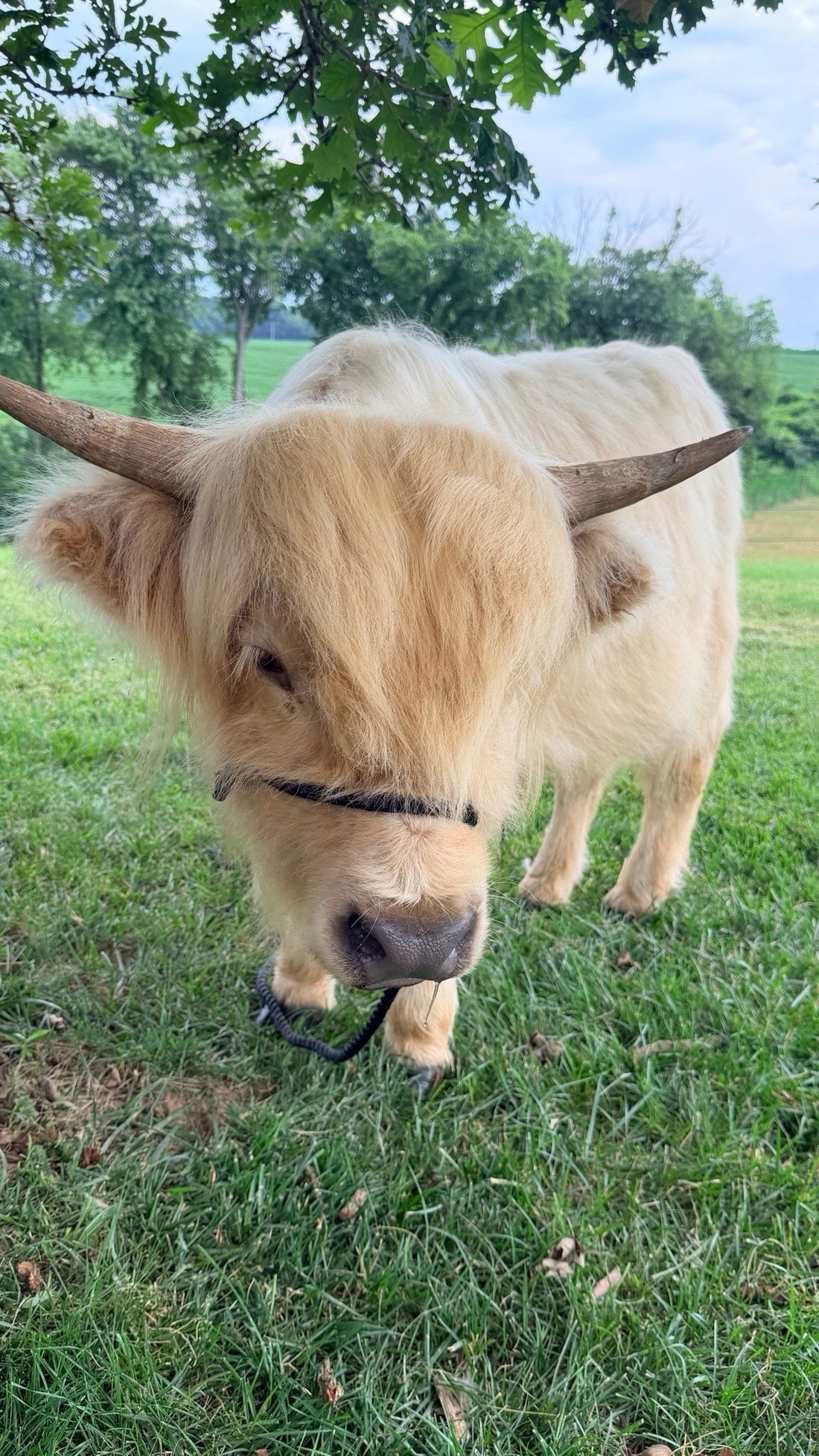 Romeo, a halter-trained Highland steer with a shaggy coat in a green pasture.