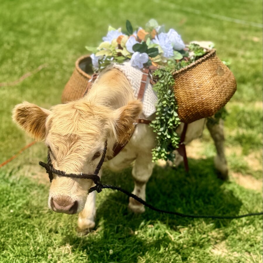 Rupert, a halter-trained micro cow wearing a floral drink basket.