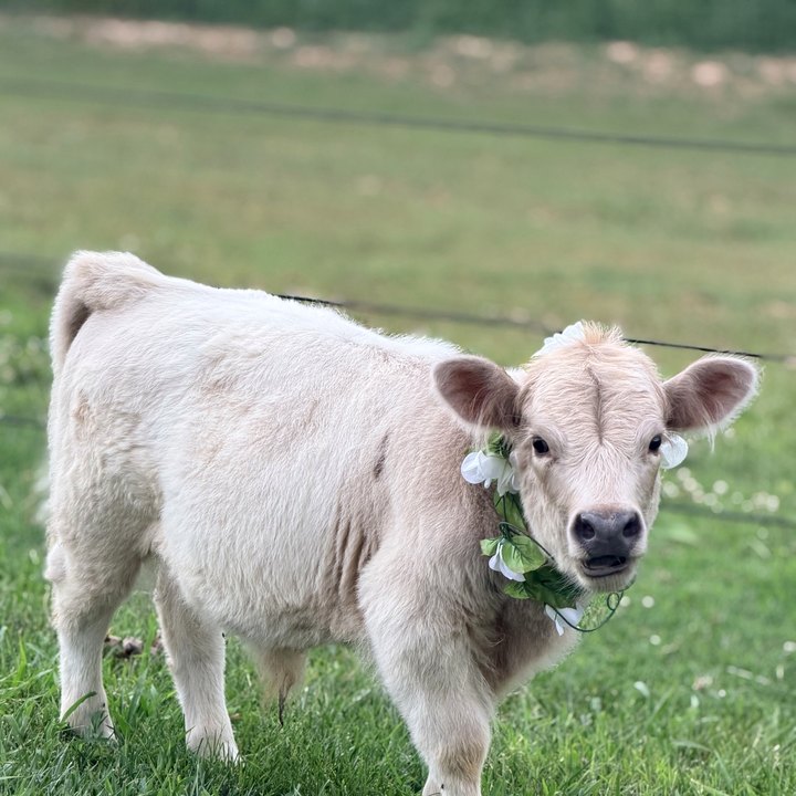 Stoney, a halter-trained micro cow wearing a floral garland, facing the camera in a green pasture.